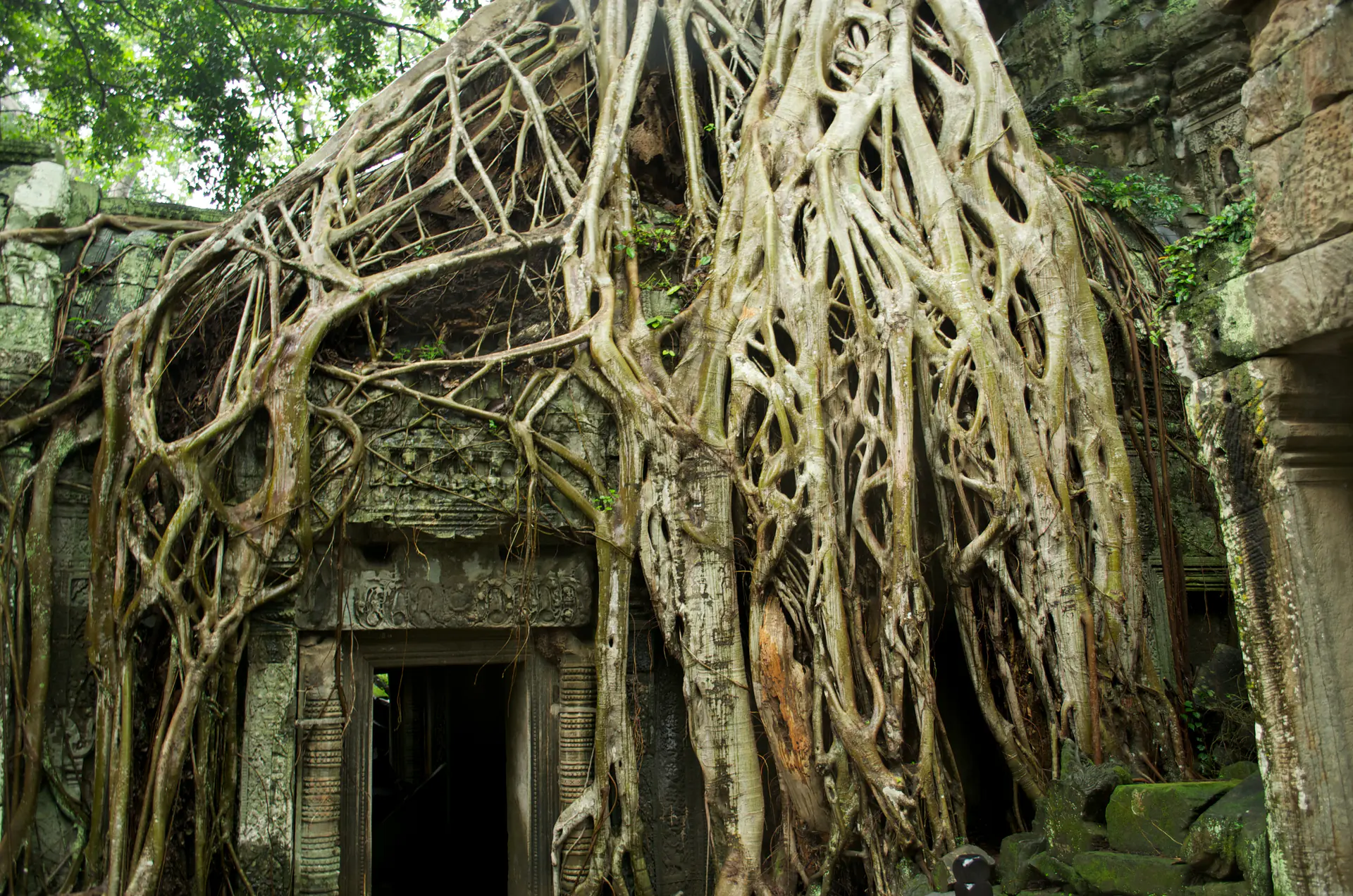 Massive tree roots cascading over ancient stone doorway at Ta Prohm temple, demonstrating nature reclaiming architecture