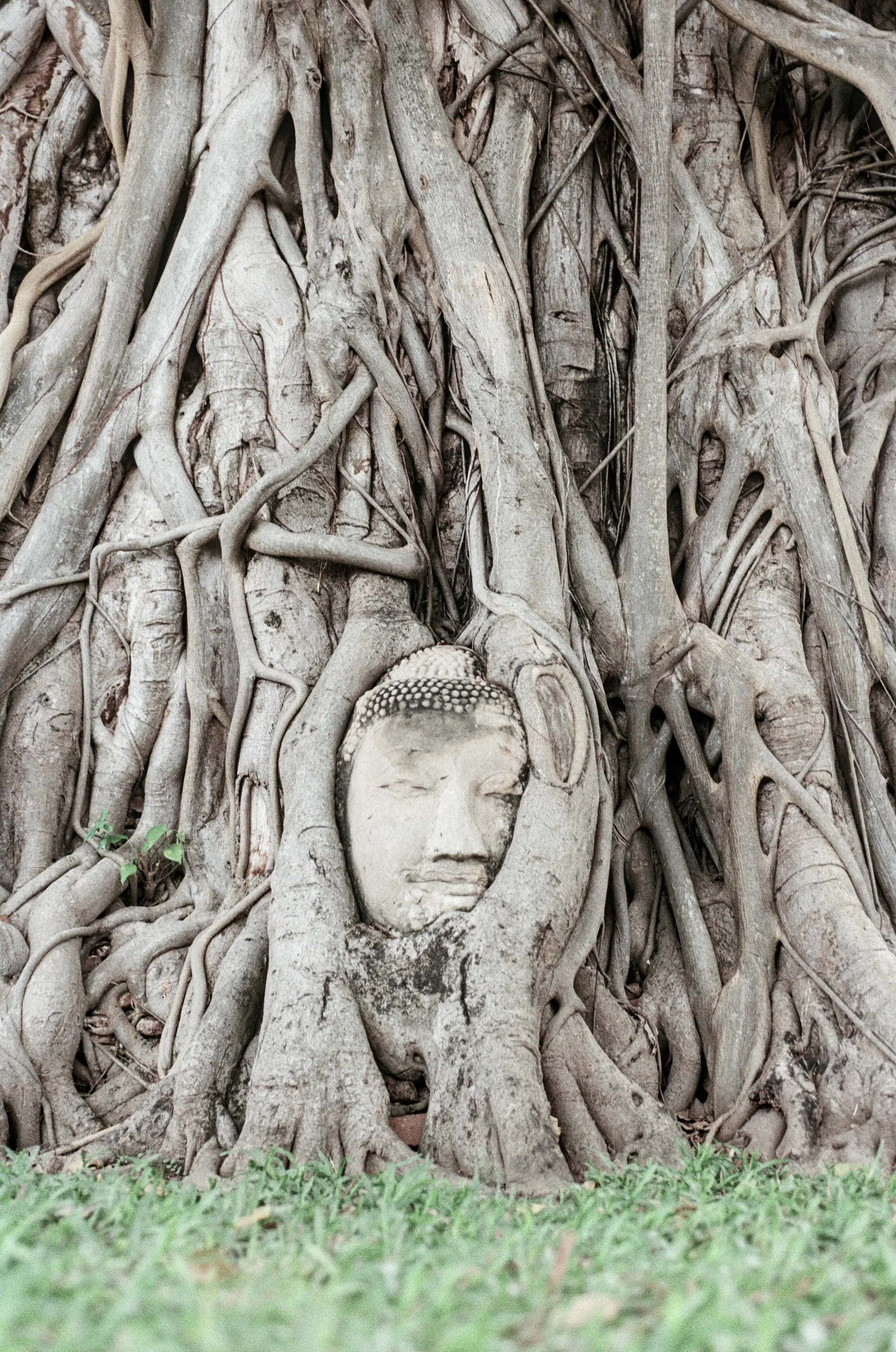 Cabeza de Buda de piedra arenisca entrelazada en raíces de higuera en Wat Mahathat
