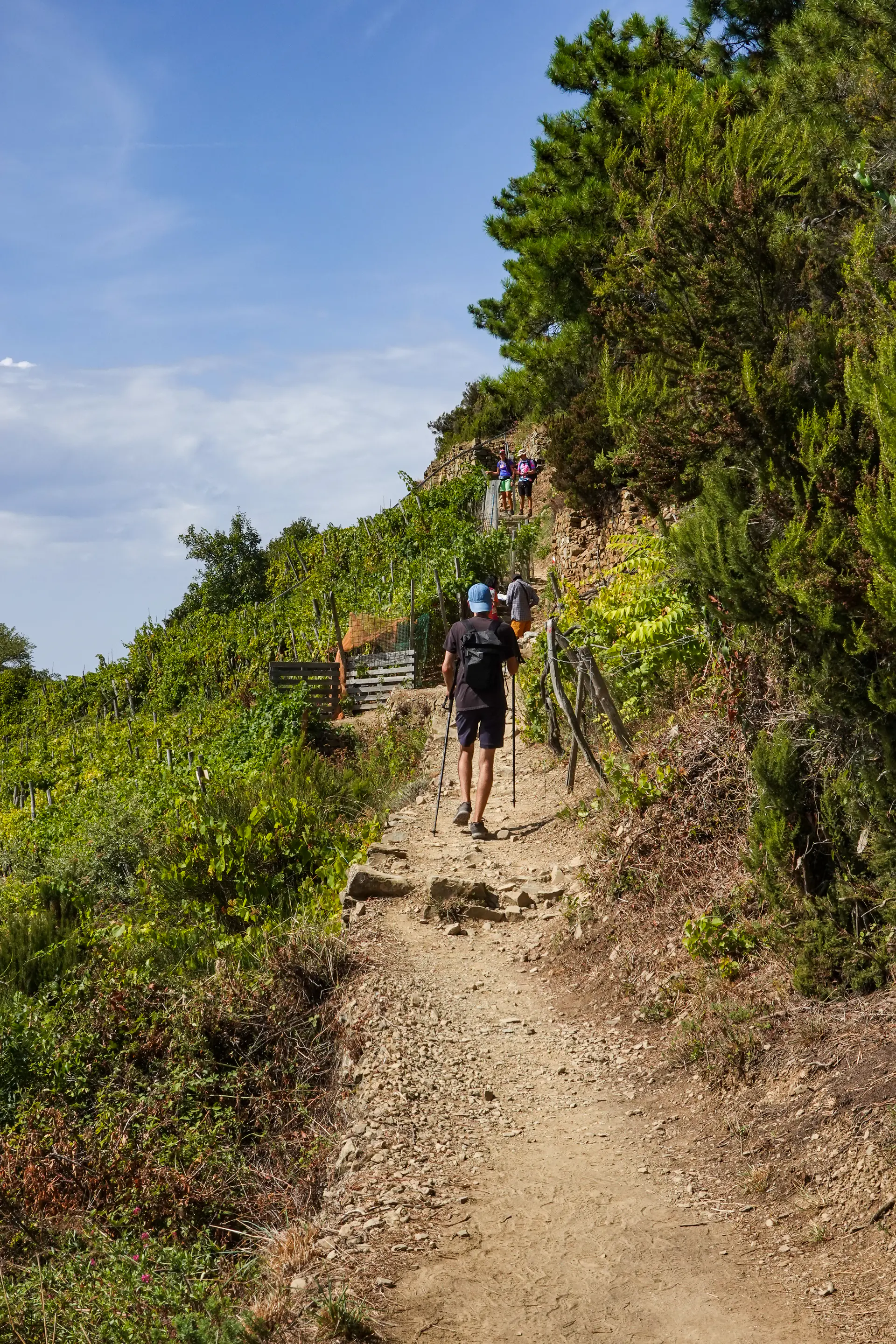Dramatic terraced vineyards supported by ancient dry stone walls with hikers on Trail 586 above Volastra