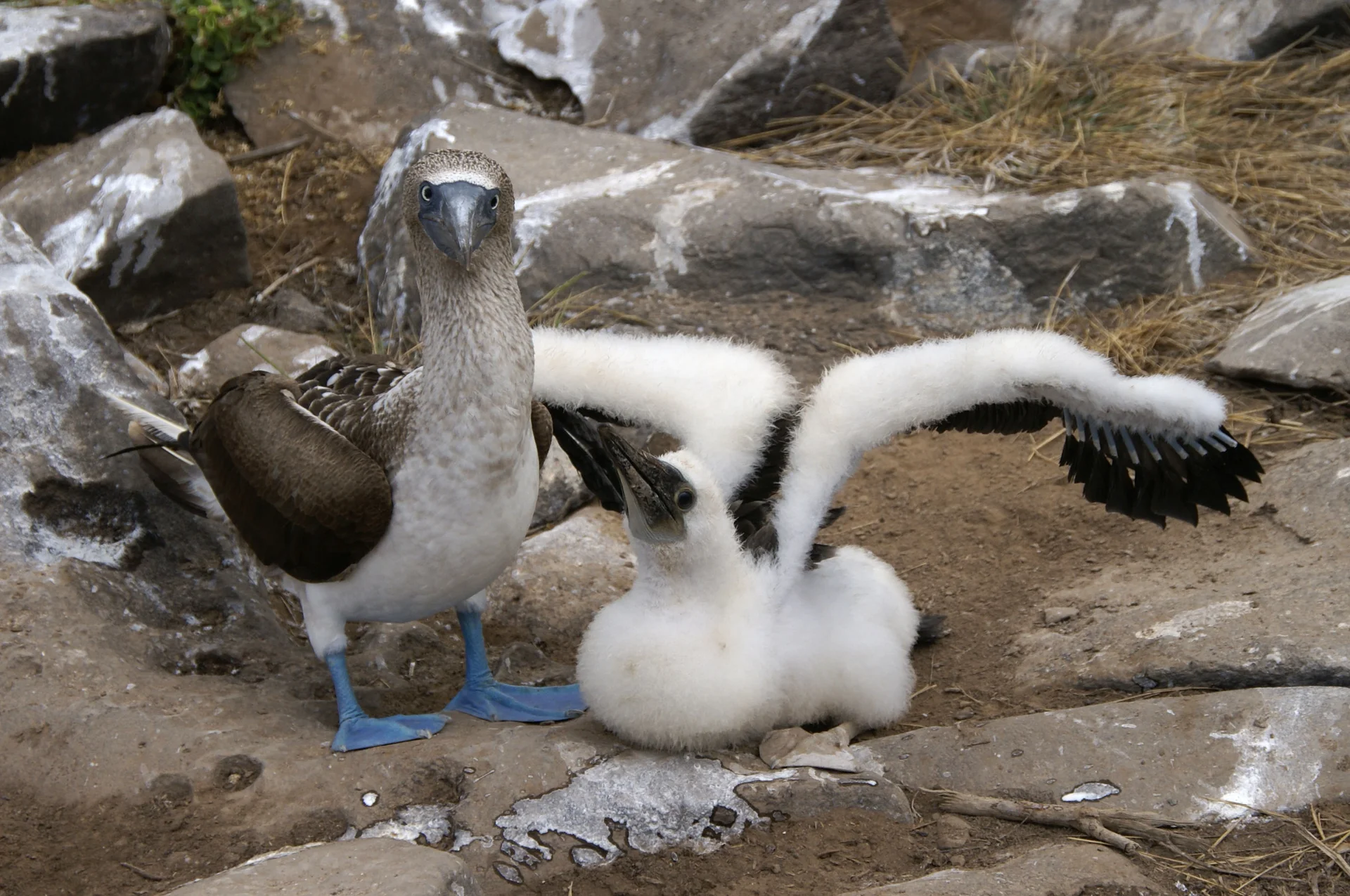 Adult blue-footed booby with chick on Española Island, Galápagos