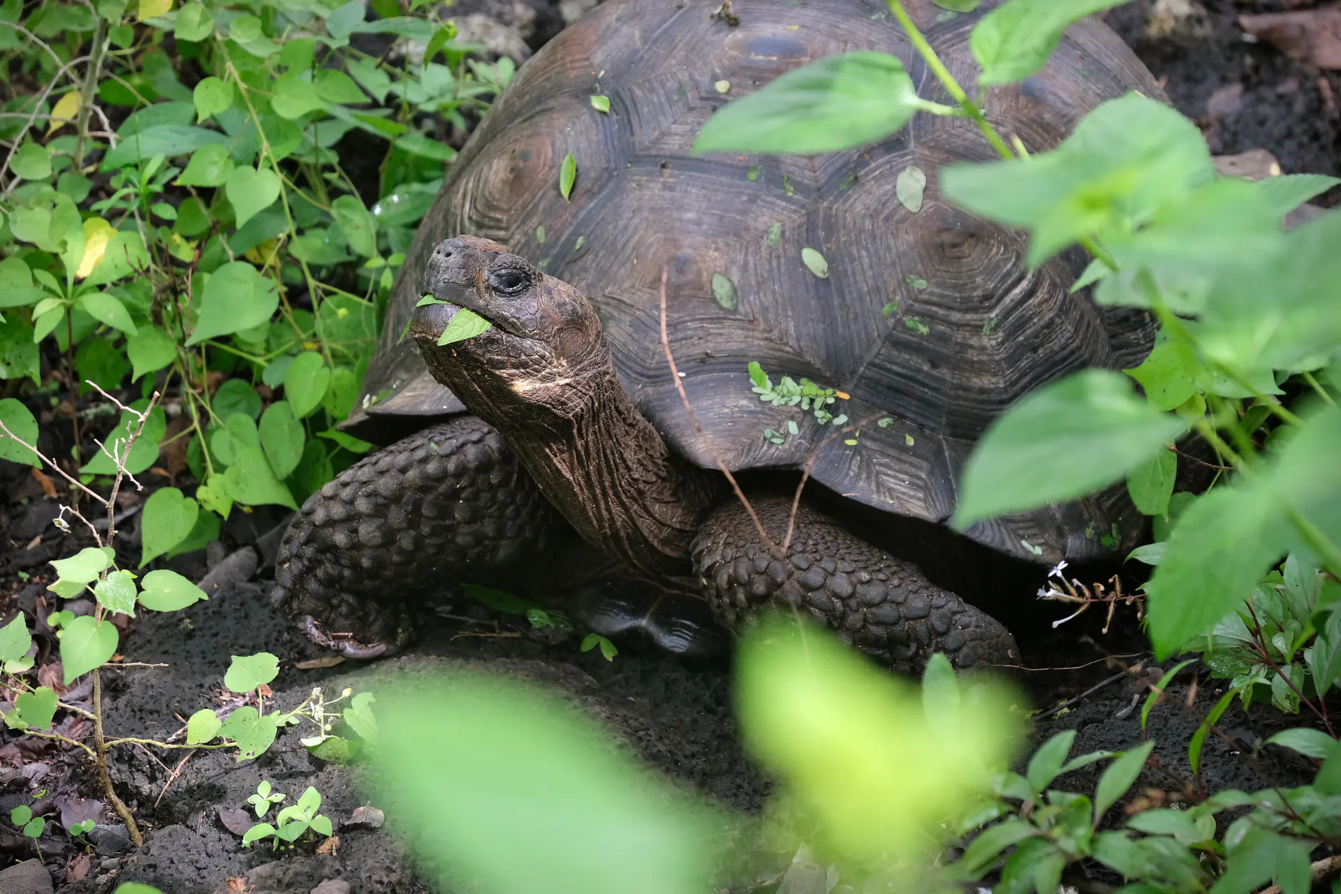 Eastern Santa Cruz Island giant Galápagos tortoise eating leaves showing detailed head and neck features in natural habitat
