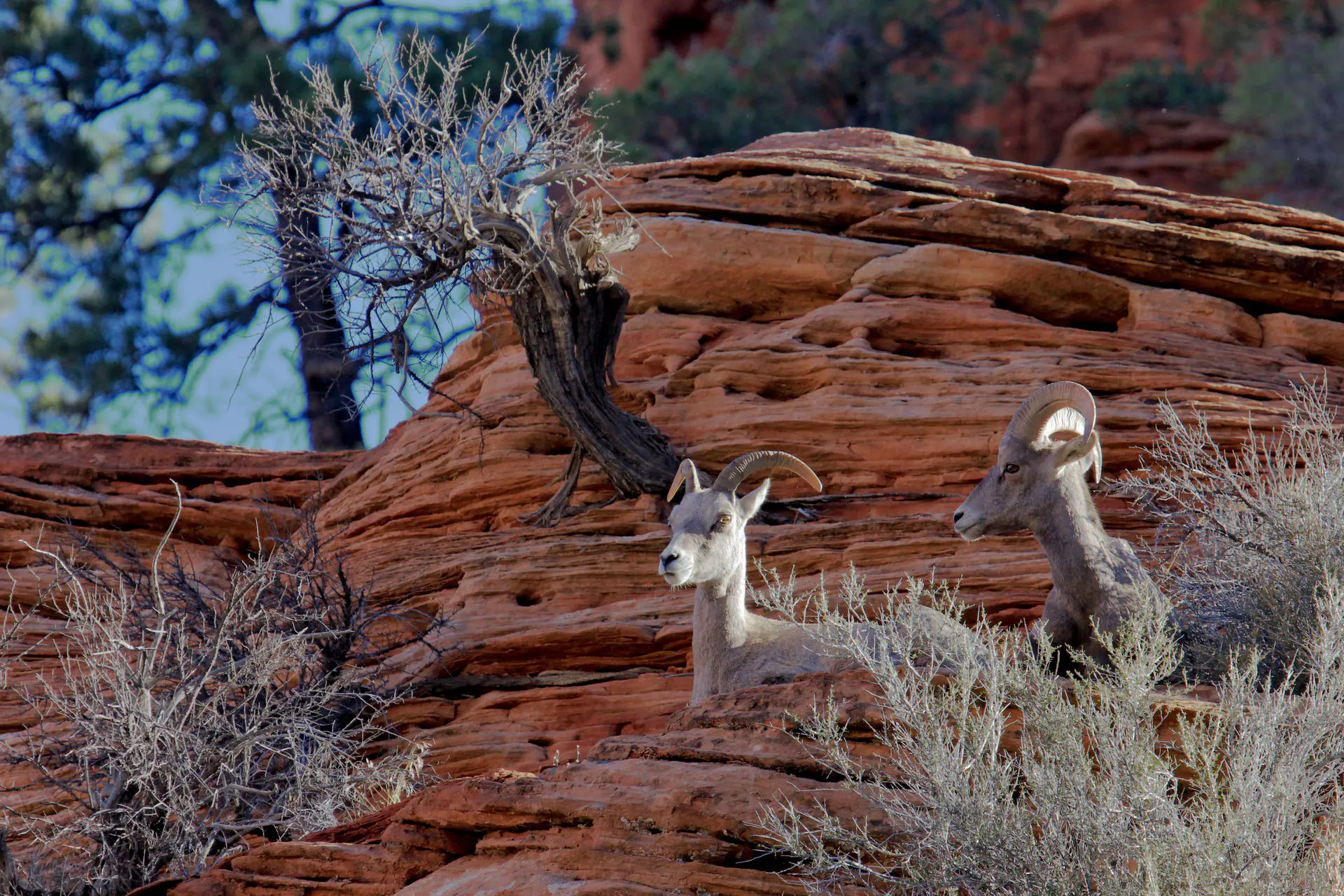 Desert bighorn sheep navigating rocky terrain demonstrating successful wildlife conservation and species adaptation