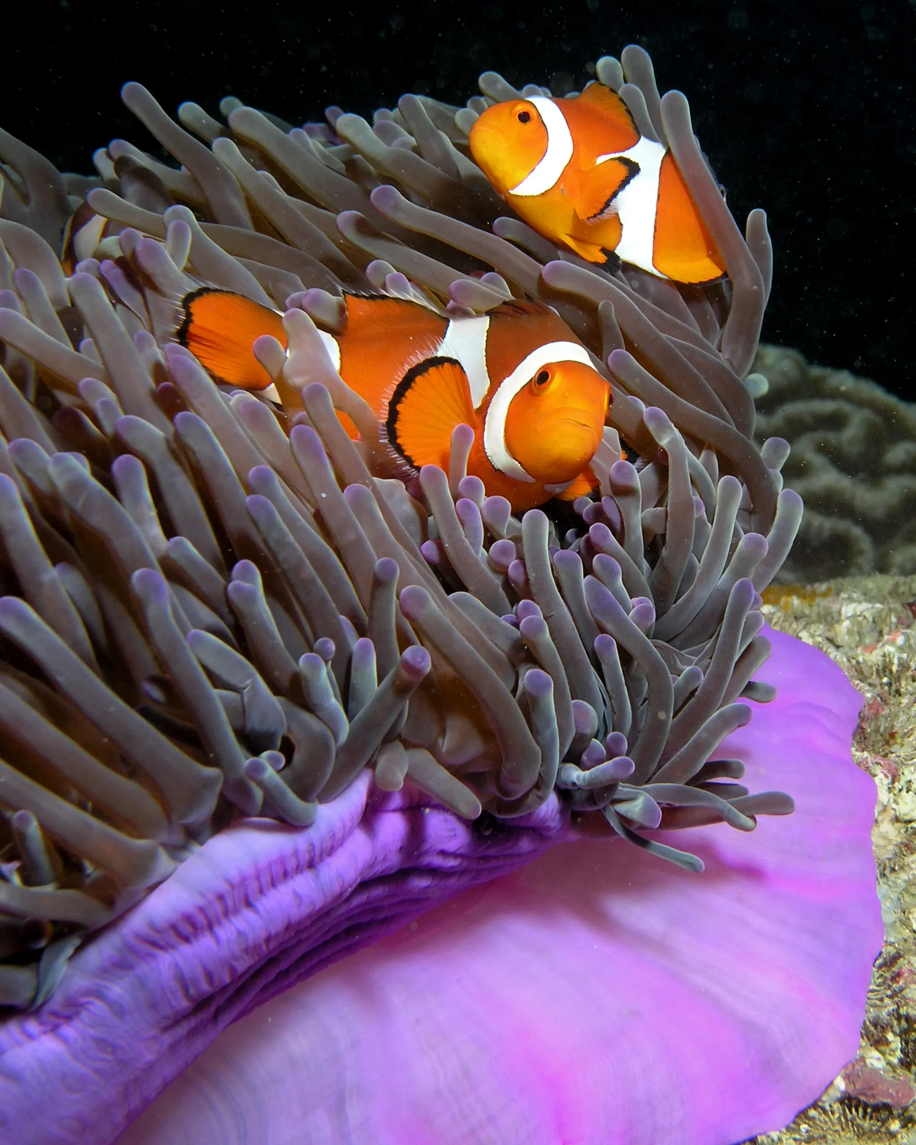 Vibrant clownfish nestled in protective purple sea anemone, demonstrating the extraordinary marine biodiversity and symbiotic relationships found at the Great Barrier Reef