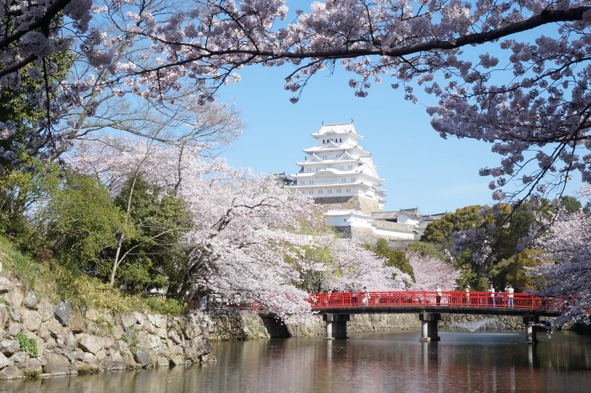 Himeji Castle's white towers rising majestically behind a sea of pink cherry blossoms in full bloom during spring hanami season