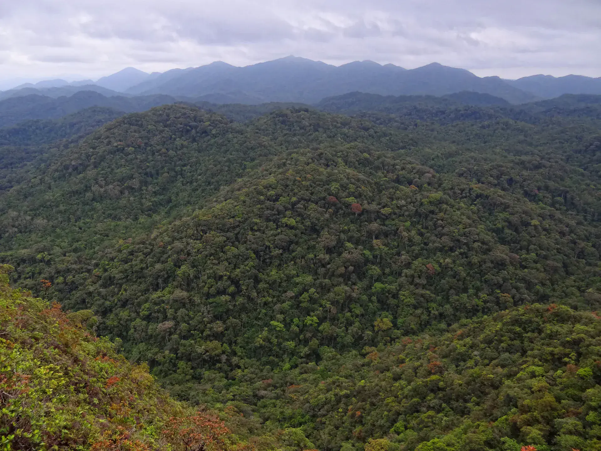 Dense Atlantic Forest canopy in Intervales State Park showing subtropical rainforest biodiversity