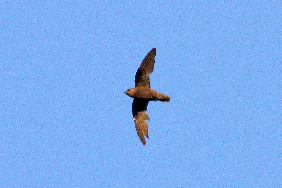 Great Dusky Swift near waterfalls