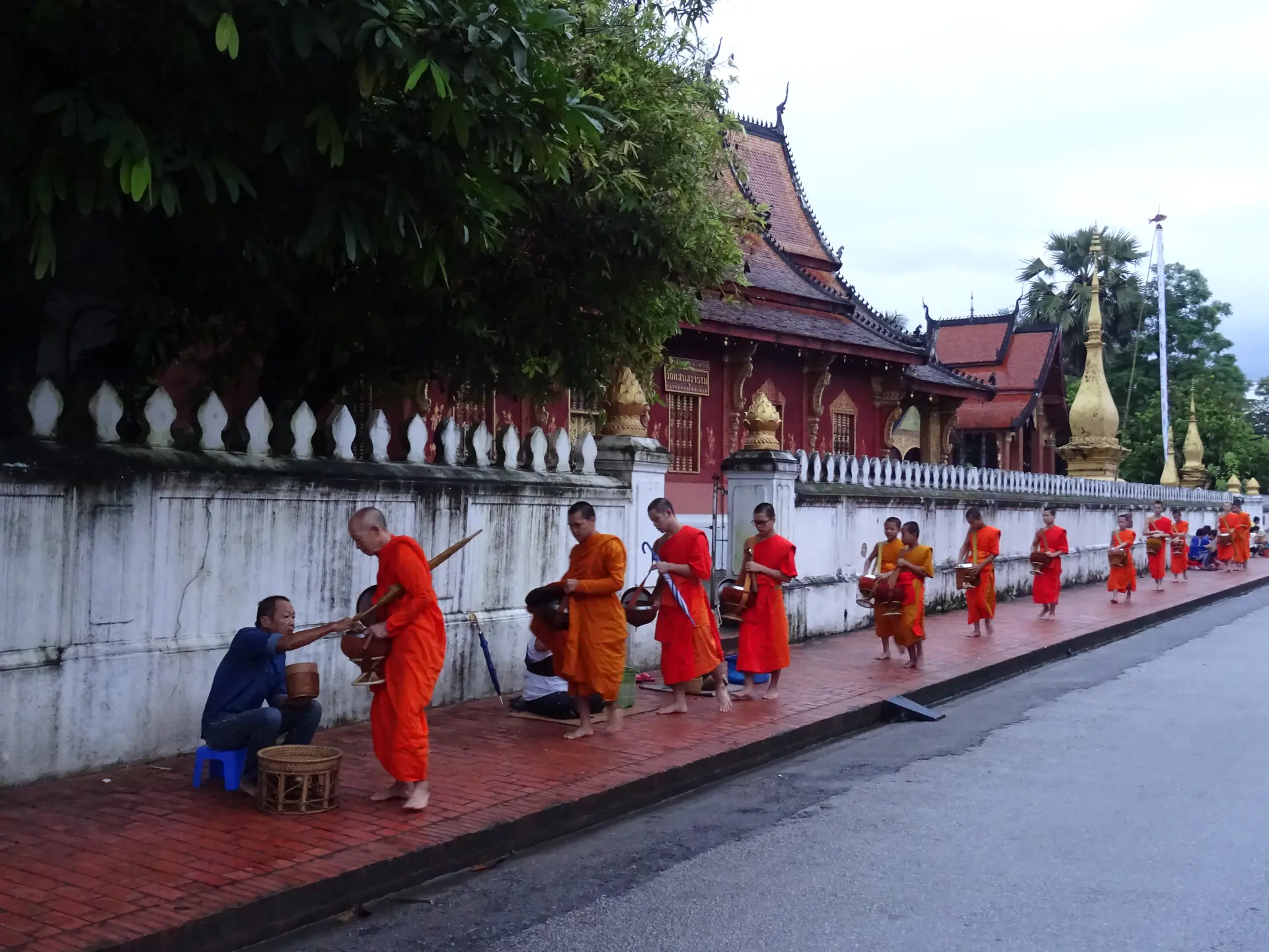 Buddhist monks in saffron robes walking in procession during morning alms giving ceremony as devotees kneel offering food in Luang Prabang