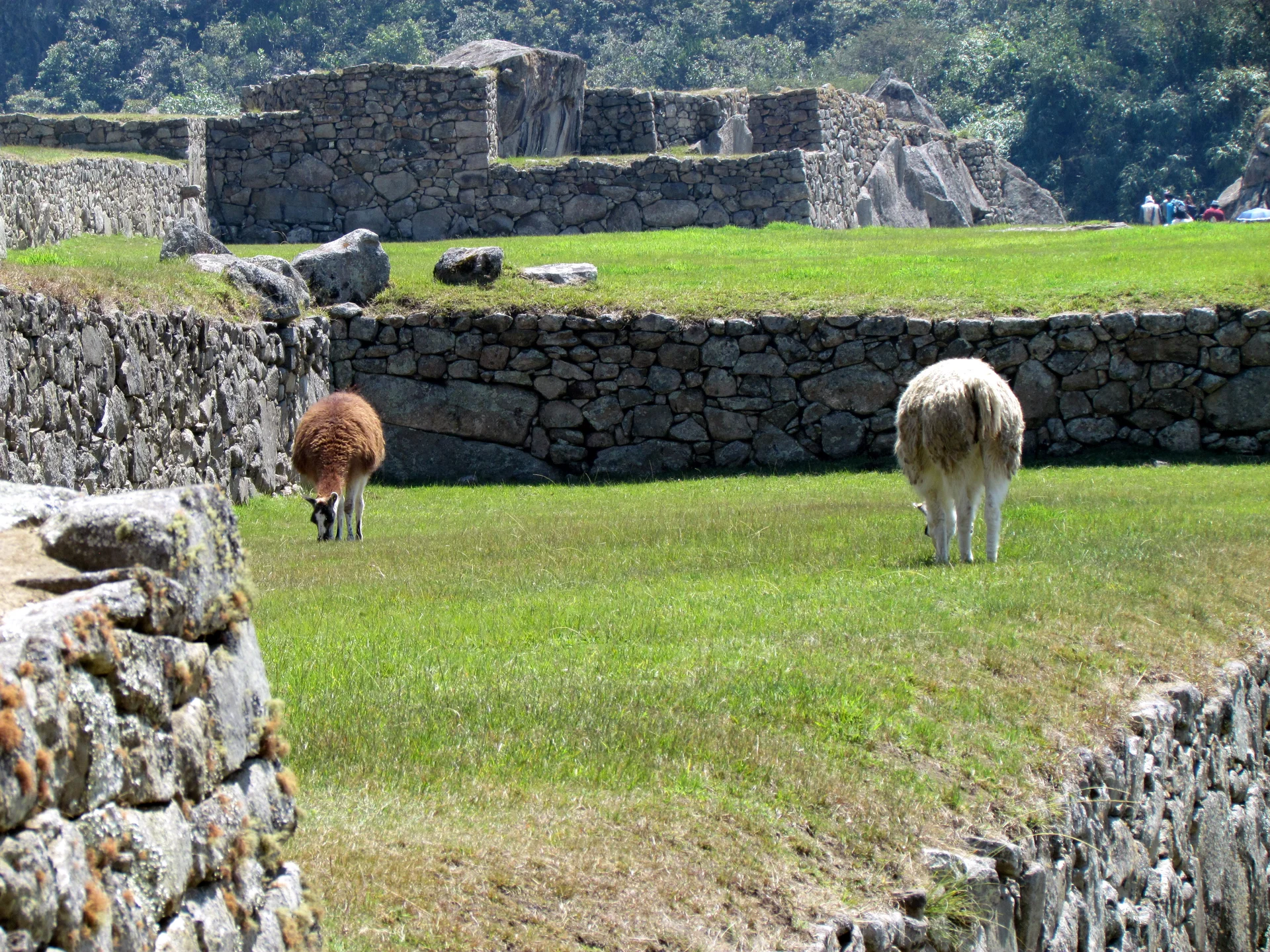 Llamas grazing peacefully among the ancient stone structures of Machu Picchu, demonstrating the integration of wildlife with archaeological heritage