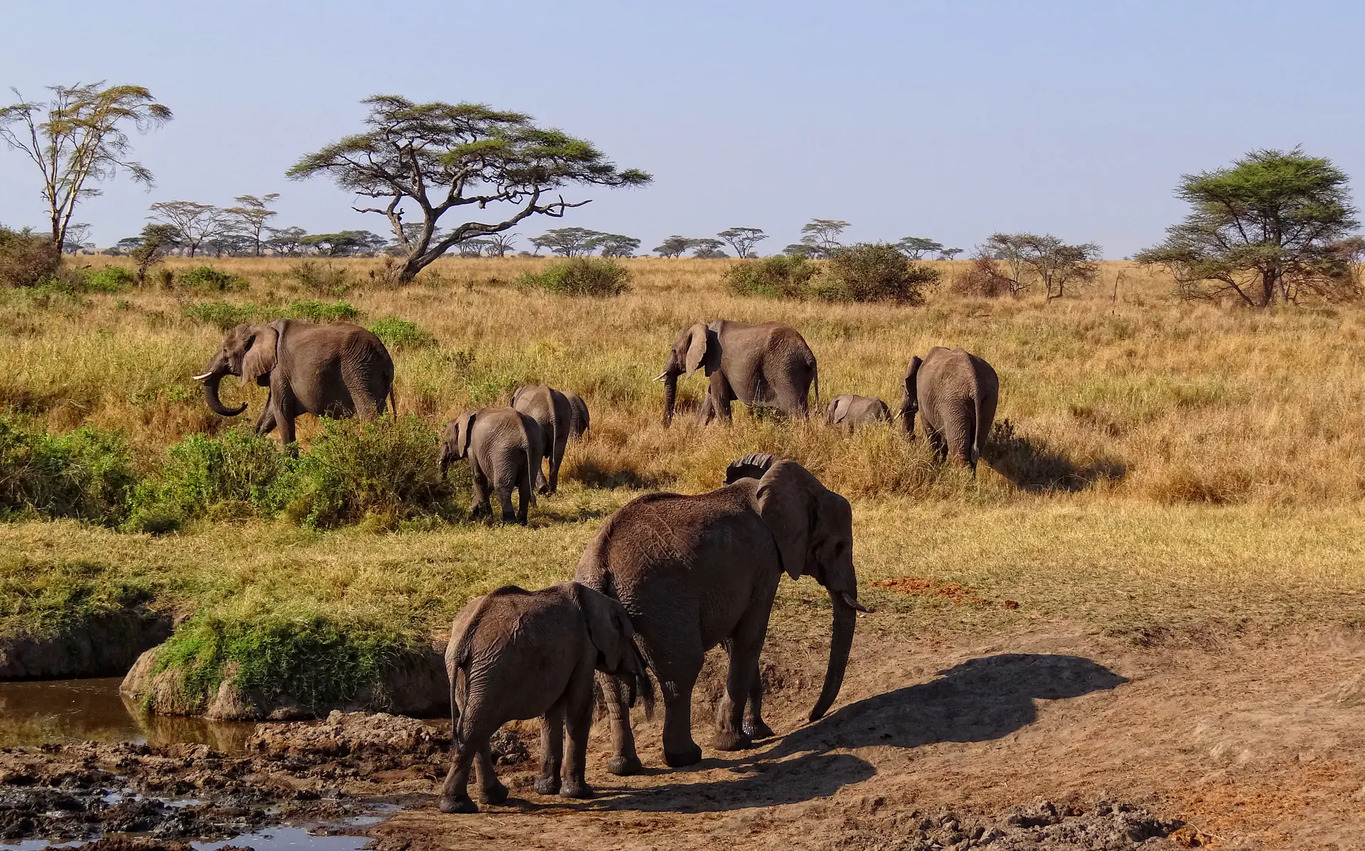 Herd of African elephants walking across Serengeti plains in Tanzania