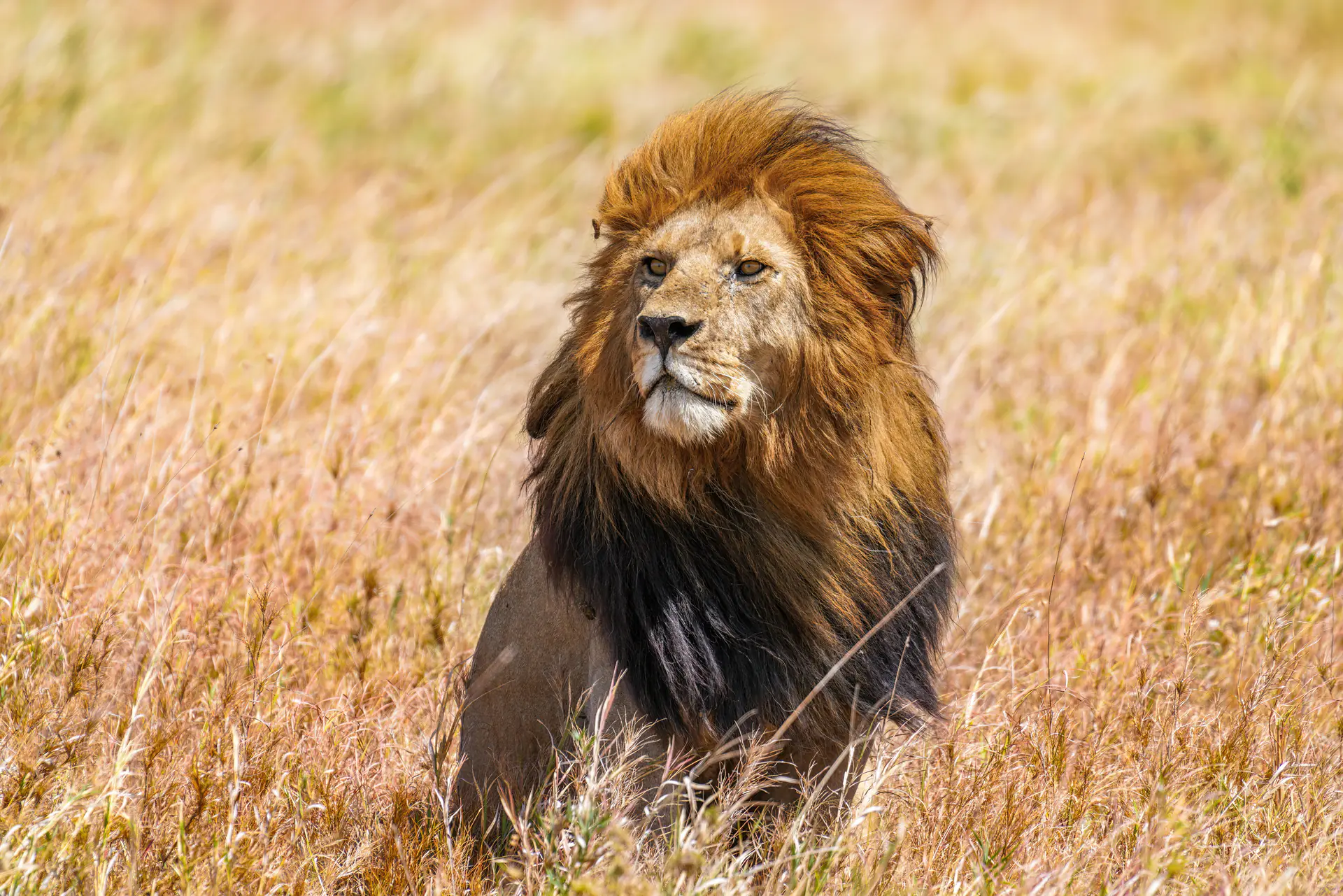 Dominant male lion with magnificent mane resting on Serengeti grassland