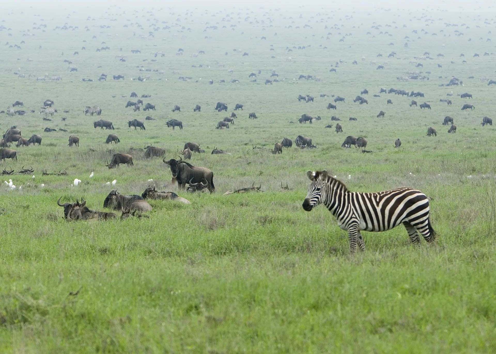 Large herds of zebras and wildebeest during the Great Migration across Serengeti plains