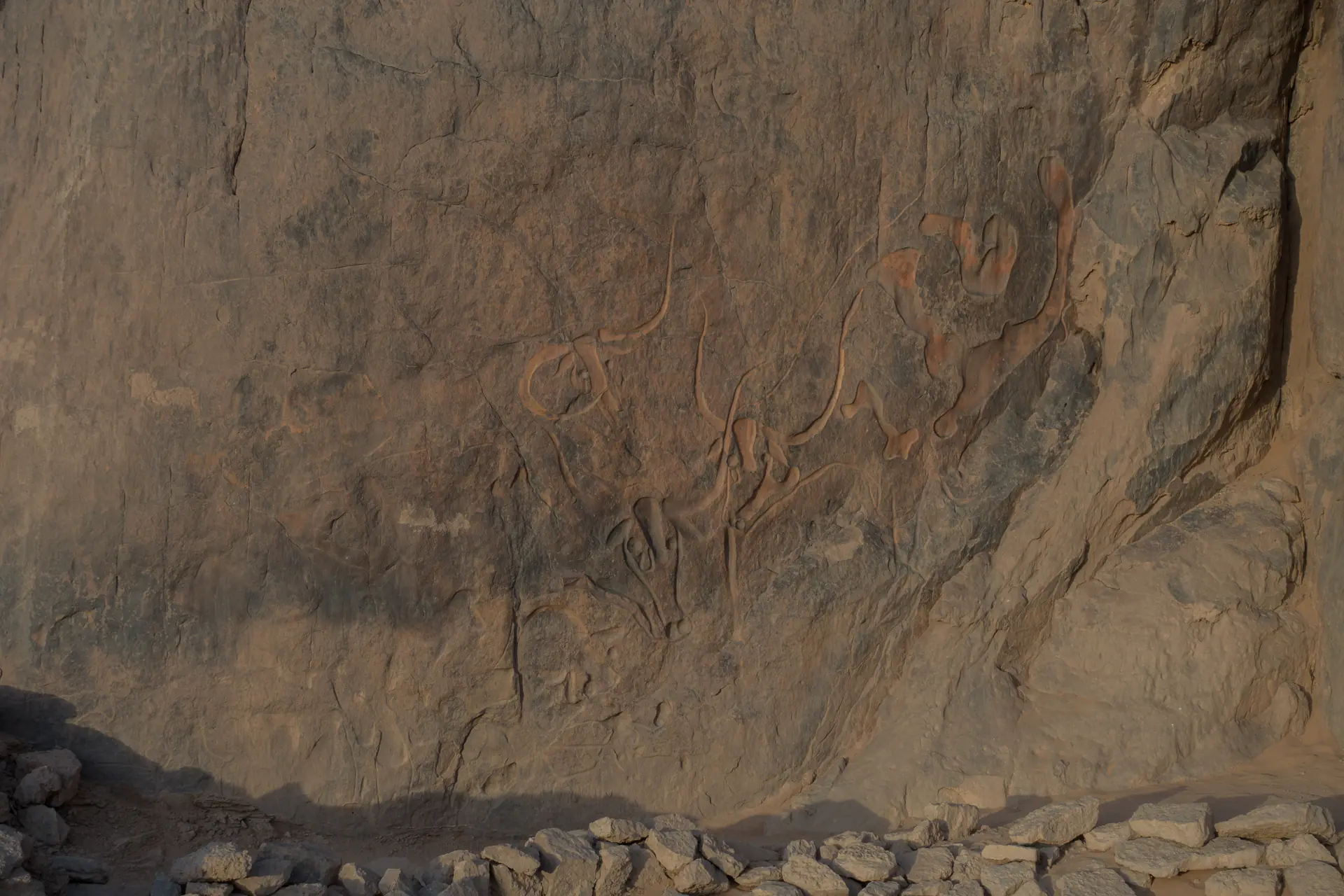Prehistoric rock art depicting the famous crying cow of Taghrirt with detailed engravings showing the animal's distinctive features and tears