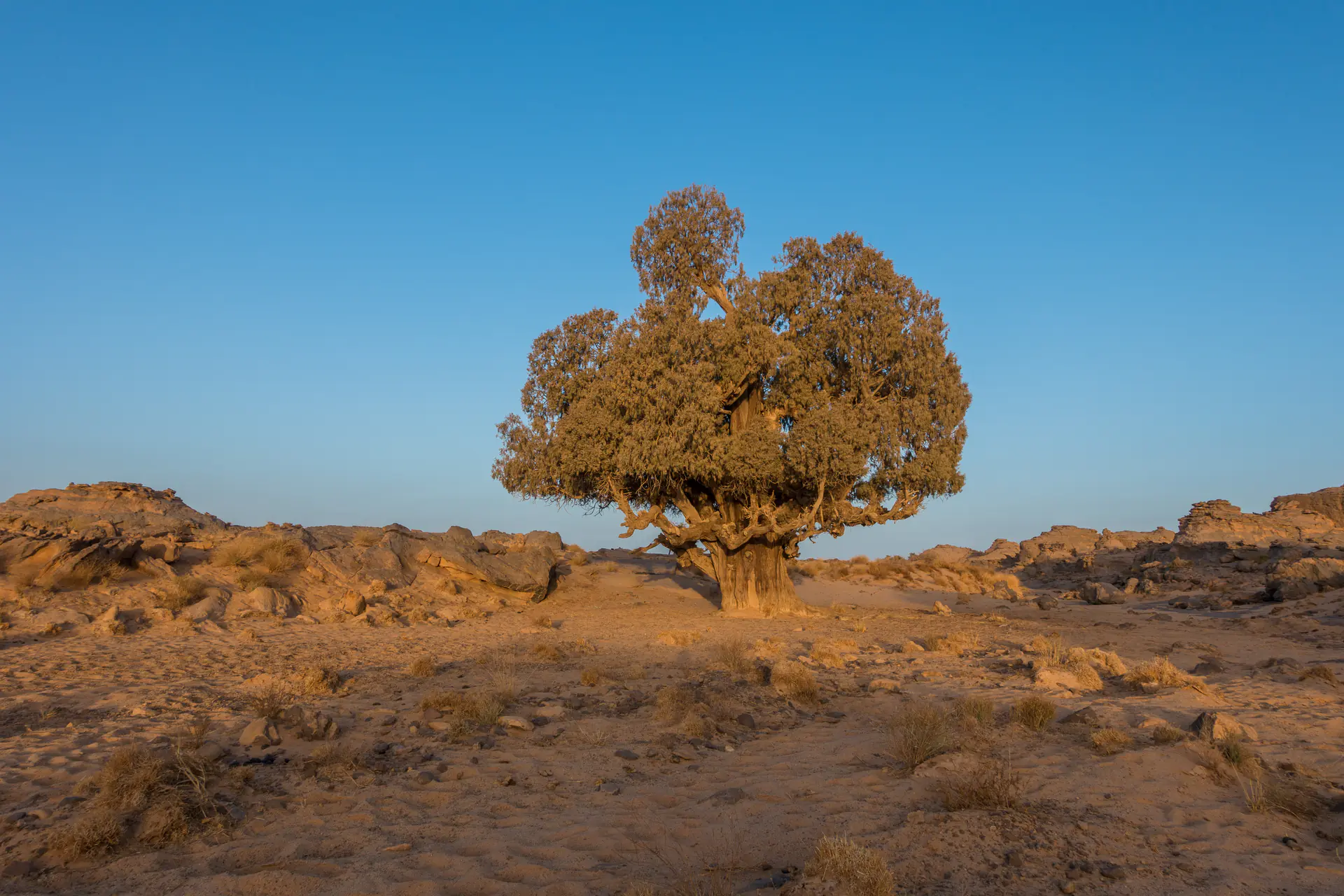 Endangered Tarout/Duprez cypress (Cupressus dupreziana) growing in rocky terrain at Tassili n'Ajjer plateau
