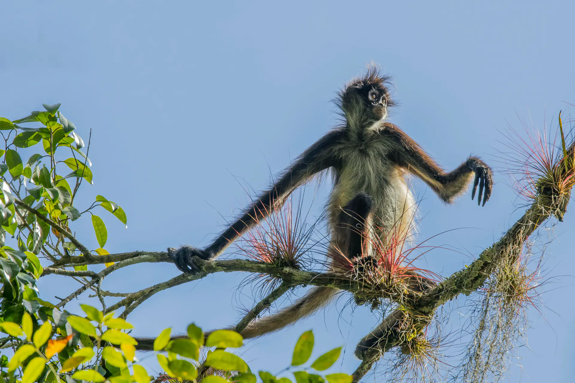 Mono araña de Geoffroy (Ateles geoffroyi yucatanensis) fotografiado en el Parque Nacional Tikal en Petén, Guatemala, mostrando la diversa vida silvestre del parque