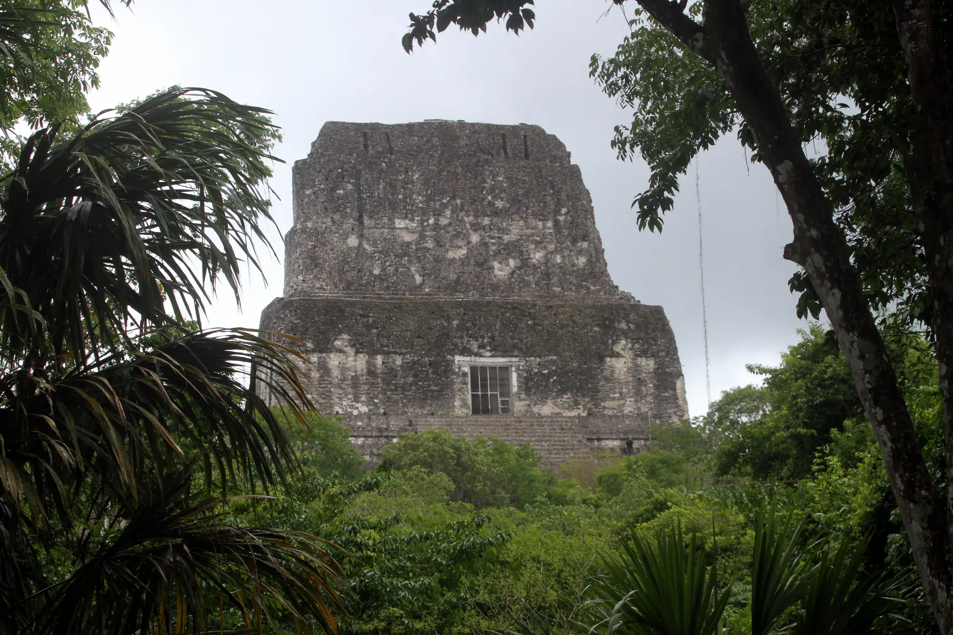 Templo IV en Tikal, la estructura maya más alta a 64.6 metros, mostrando la masiva pirámide con su distintiva crestería emergiendo del dosel de la selva