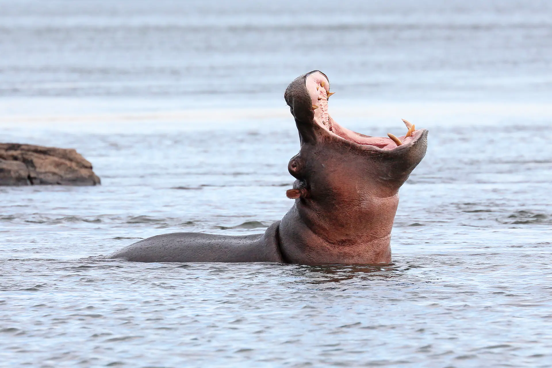 Hippopotamus displaying with mouth wide open in the Zambezi River near Victoria Falls