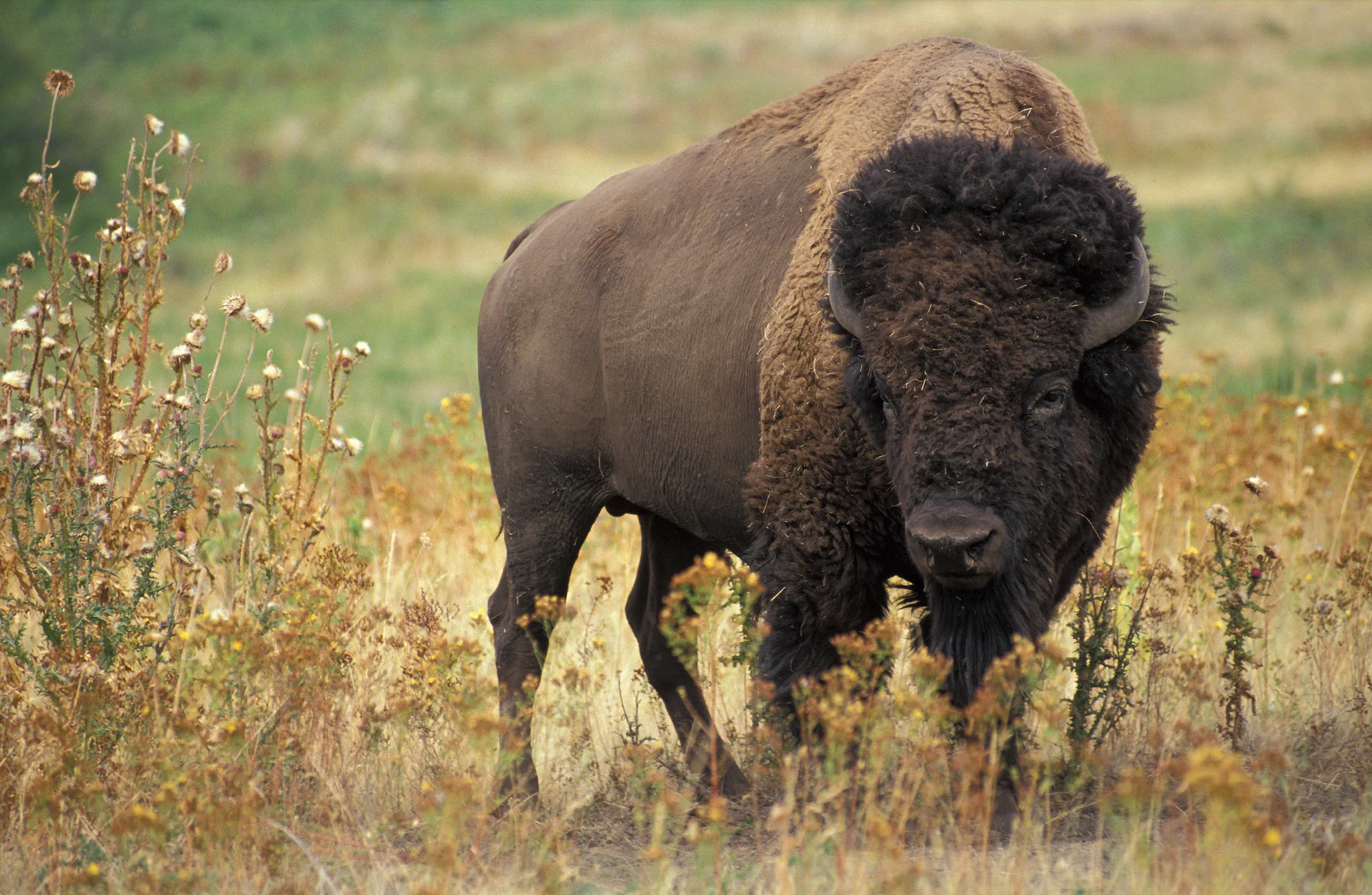 Majestic American bison standing in Yellowstone grassland, showing the massive shoulders and distinctive profile of North America's largest land mammal