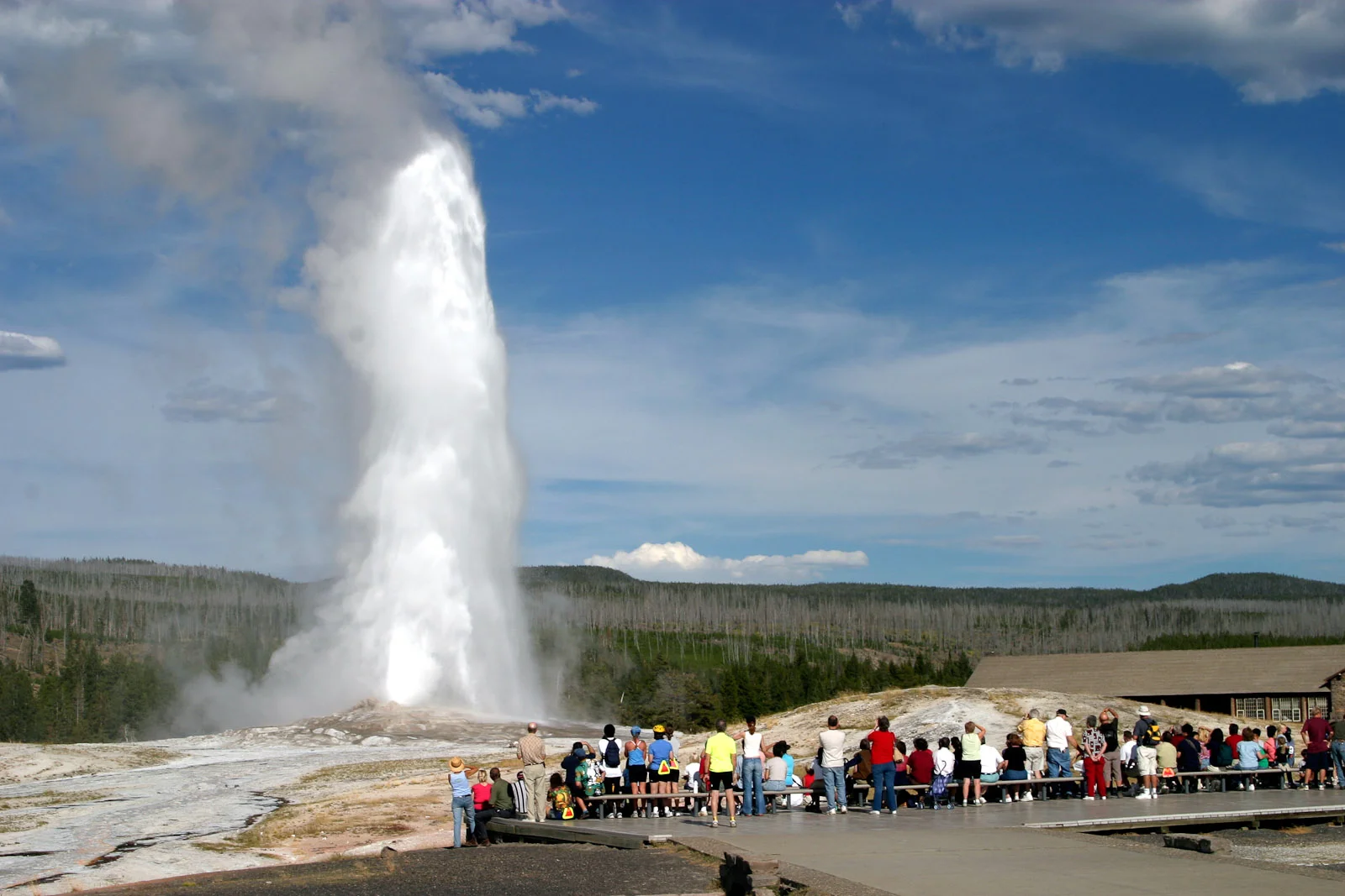 Old Faithful geyser erupting powerfully against blue sky, shooting boiling water and steam high into the air with crowds watching from safe viewing areas