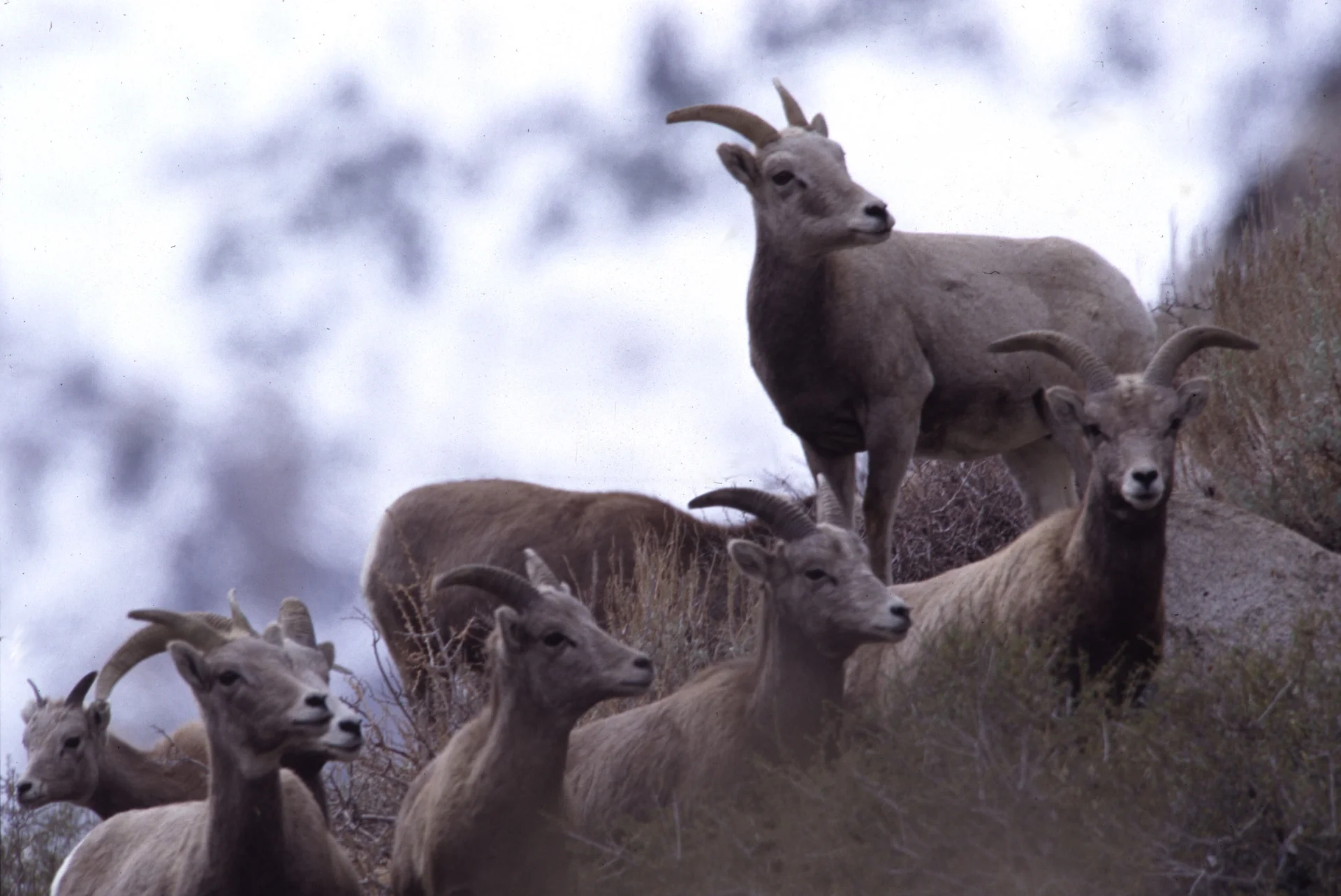 Endangered Sierra Nevada bighorn sheep herd in natural habitat demonstrating ongoing conservation efforts