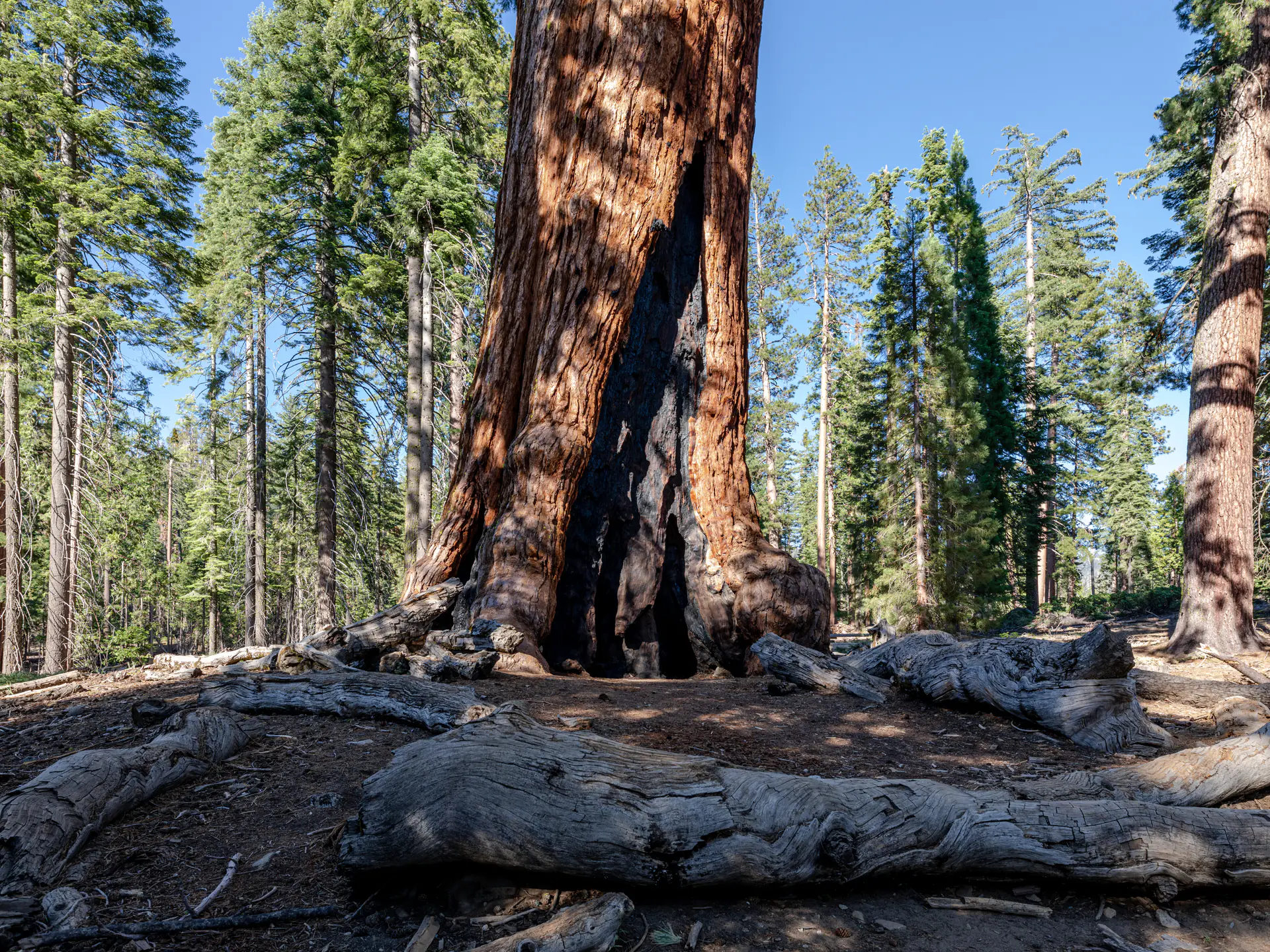 Massive Grizzly Giant sequoia tree showing incredible scale and ancient bark texture with visitors for size reference